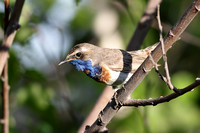Bluethroat (male)