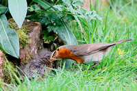 Robin and chick