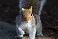 Grey Squirrel (Thumb's up!)
