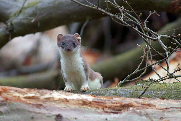 Stoat (With a Tick ear!)
