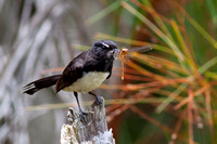 Willie Wagtail & Dragonfly