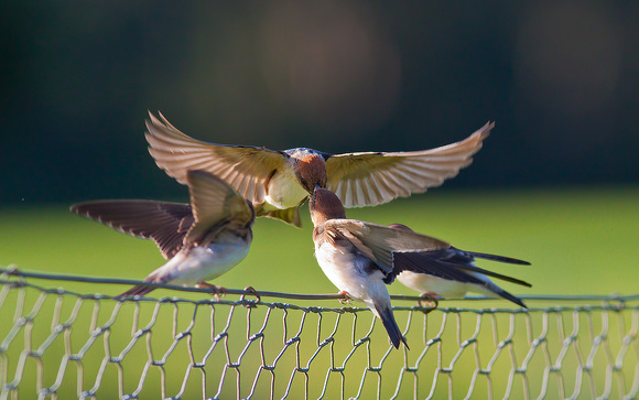 Fairy Martins feeding
