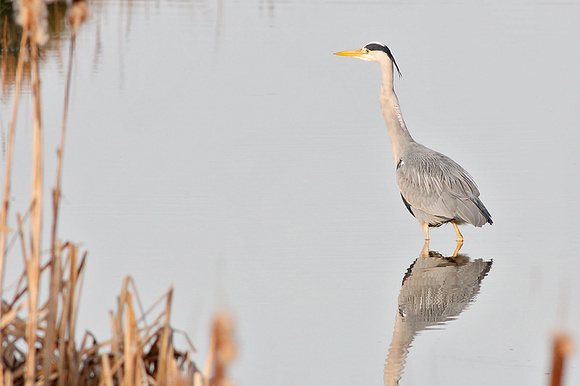 Grey Heron Fishing