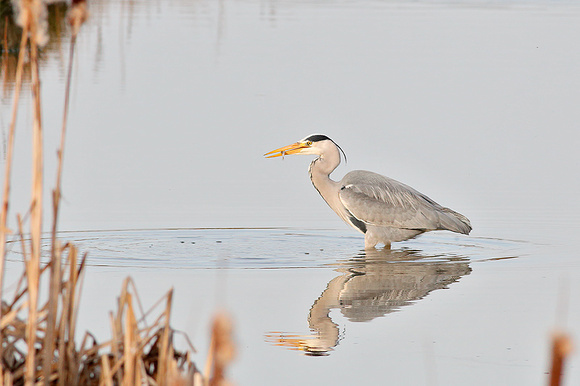 Grey Heron Fishing