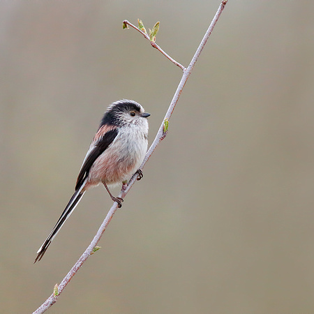 Long-Tailed Tit