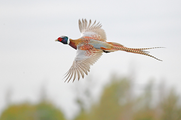 Pheasant