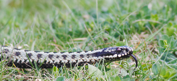 Adder