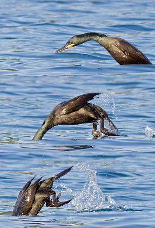 Shag Diving