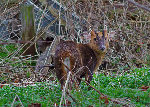 Muntjac