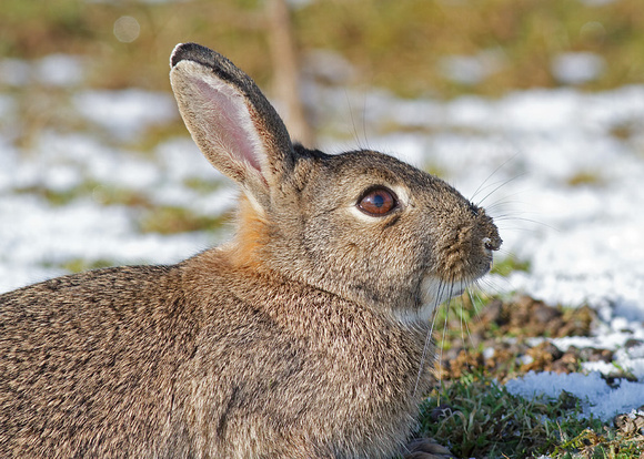 Rabbit