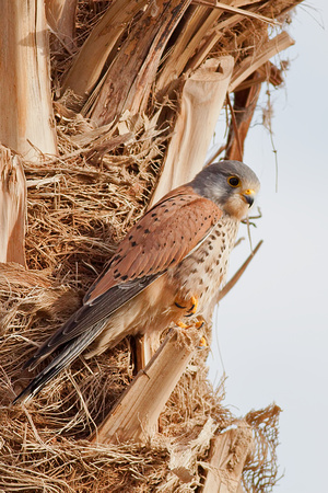 Kestrel