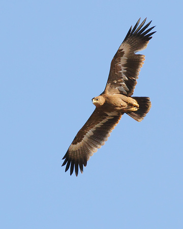 Steppe Eagle