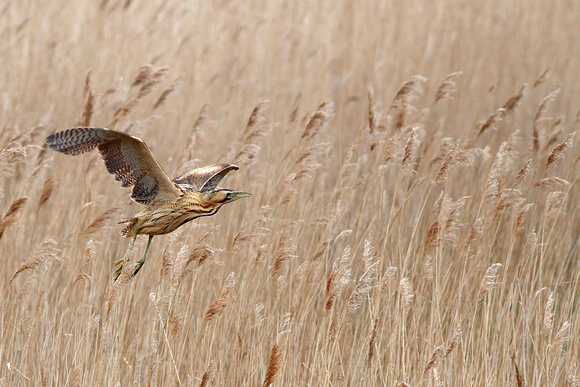 Bittern