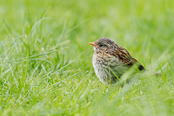 Dunnock Juvie