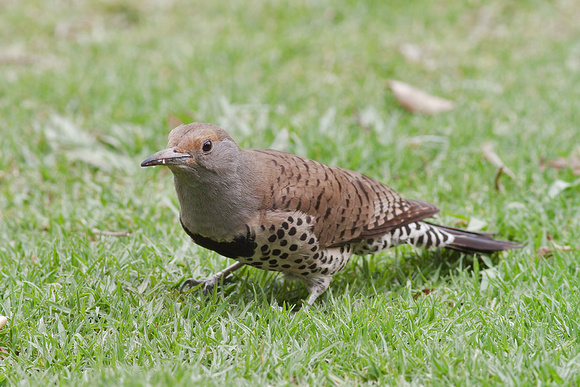 Northern Flicker