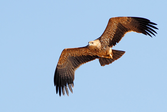 Imperial Eagle