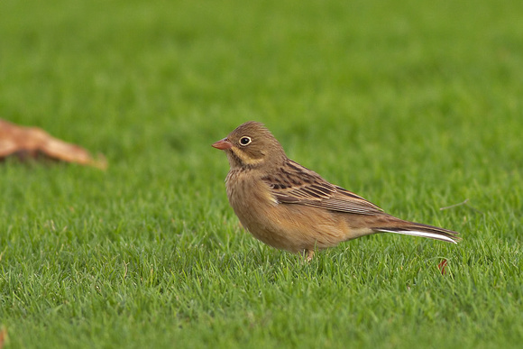 Ortolan Bunting