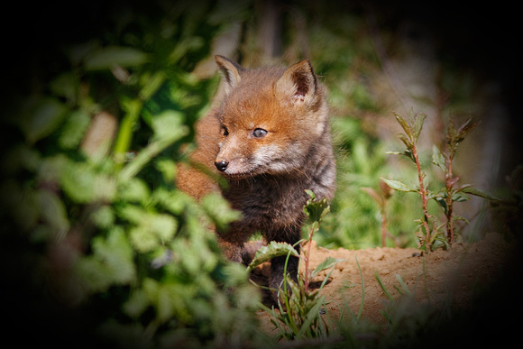 Fox cub