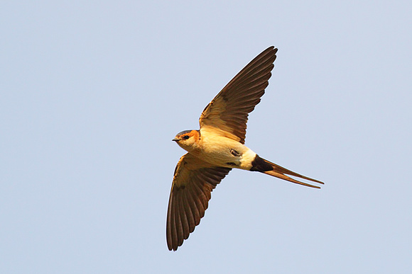 Red-rumped Swallow