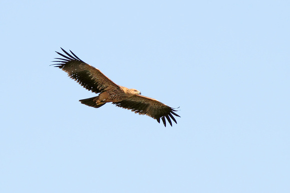 Imperial Eagle