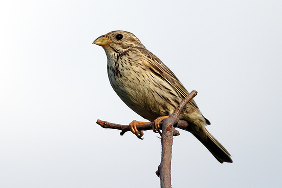 Corn Bunting