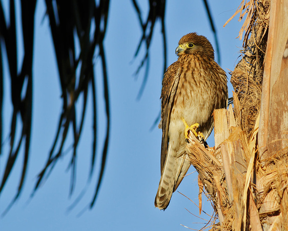 Kestrel