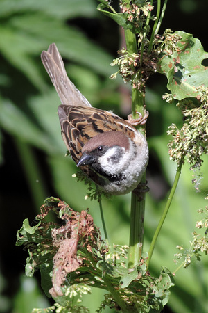 Tree Sparrow