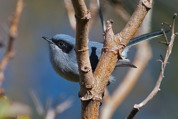 Masked Gnatcatcher