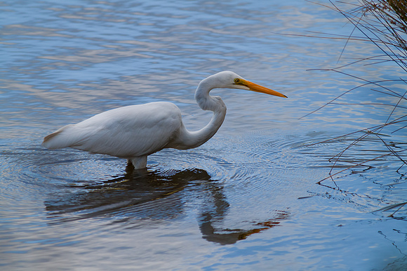 Great Egret